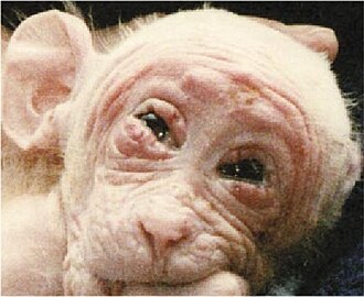 Animal Liberation Front UC Riverside Lab Raid Rescues 467 Animals April 20, 1985