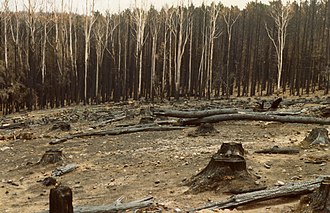 Ash Wednesday Bushfires Kill 75 in Victoria and South Australia, February 16, 1983