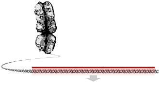 Neanderthal DNA Supports Out of Africa Theory, July 10, 1997