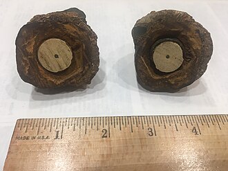 Alleged 500,000-Year-Old Spark Plug Rock Discovered in California, February 13, 1961