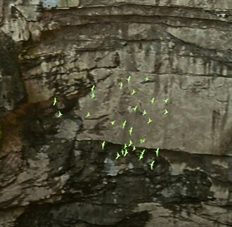 Cave of Swallows Discovered in Mexico, December 27, 1966
