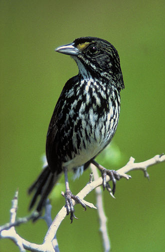 Dusky Seaside Sparrow Extinct After Last Individual Dies, June 17, 1987