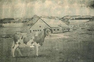 Elm Farm Ollie First Cow to Fly and Be Milked in Aircraft, February 18, 1930