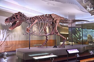 Sue, Largest Complete T. Rex Skeleton Discovered in South Dakota, August 12, 1990