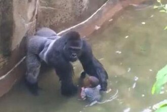 Harambe Shot at Cincinnati Zoo After Boy Incident, May 28, 2016