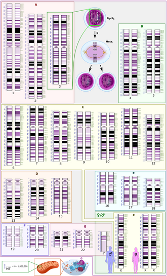 First Draft of Human Genome Published in Nature, February 15, 2001