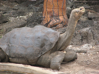 Lonesome George, Last Galápagos Tortoise Dies – June 24, 2012