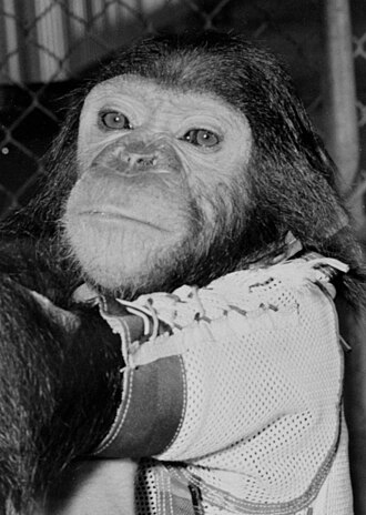 Enos Chimpanzee Launched into Space, Orbits Earth Twice – November 29, 1961
