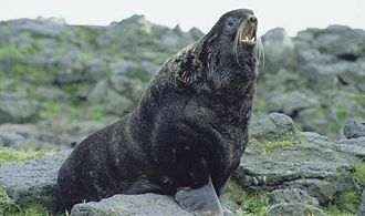 North Pacific Fur Seal Convention Bans Seal Hunting, July 7, 1911