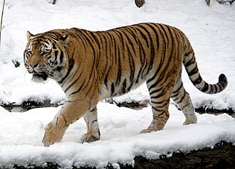 Siberian Tiger Attack at San Francisco Zoo, December 25, 2007