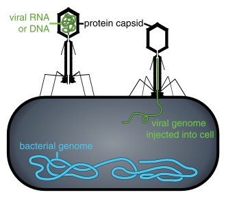 First Genetically Modified Phage Therapy for Drug-Resistant Infection, May 8, 2019