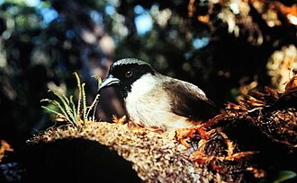 Last Poʻouli Dies of Avian Malaria, Likely Extinct – November 26, 2004