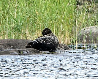 Saimaa Ringed Seal Protection Order Legalized March 4, 1955