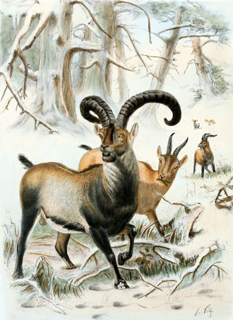 Pyrenean Ibex Cloned, Dies Again After De-Extinction, July 30, 2003