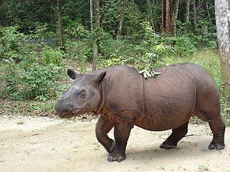 Last Sumatran Rhinoceros in Malaysia Dies, Species Extinct – November 23, 2019