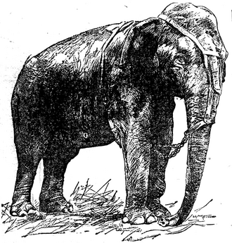 Topsy Elephant Electrocuted at Coney Island, Edison Films Death, January 4, 1903