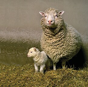 Dolly the Sheep: First Mammal Cloned from Adult Cell, July 5, 1996
