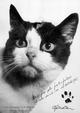 Félicette, First Cat in Space, October 18, 1963